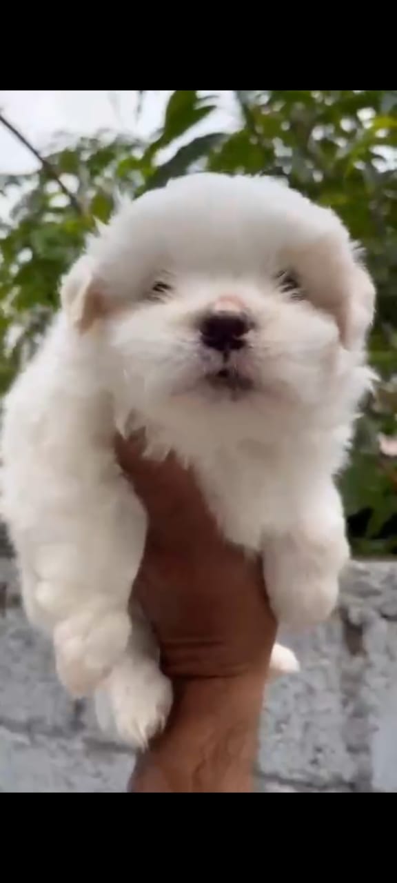  Lhasa Apso  puppies for sale in kolkata
 